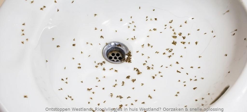 Rioolvliegjes in huis Westland? Oorzaken & snelle oplossing